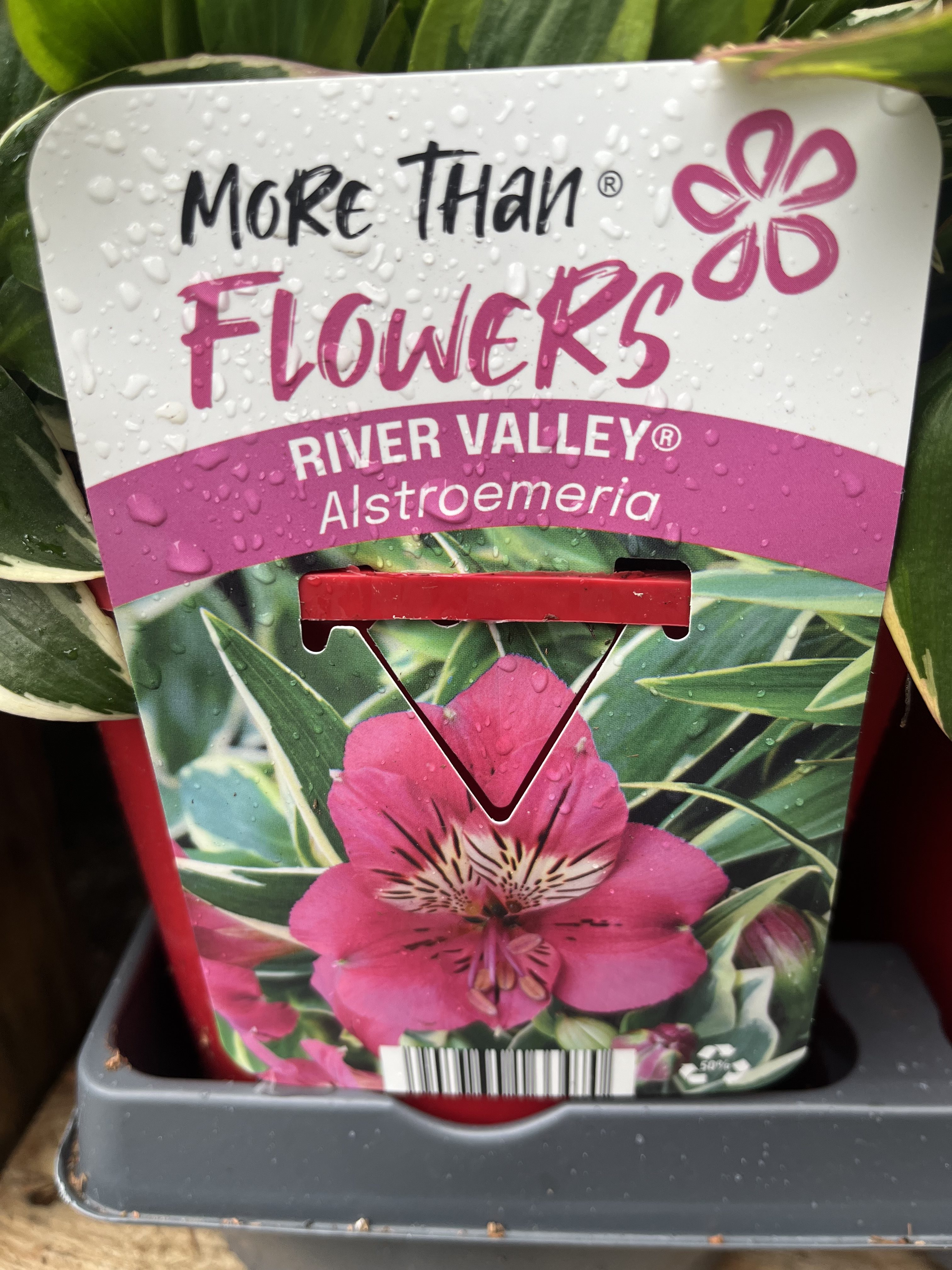 På växtetiketten står det Alstroemeria RIVER VALLEY® med en bild av en rosa blomma.