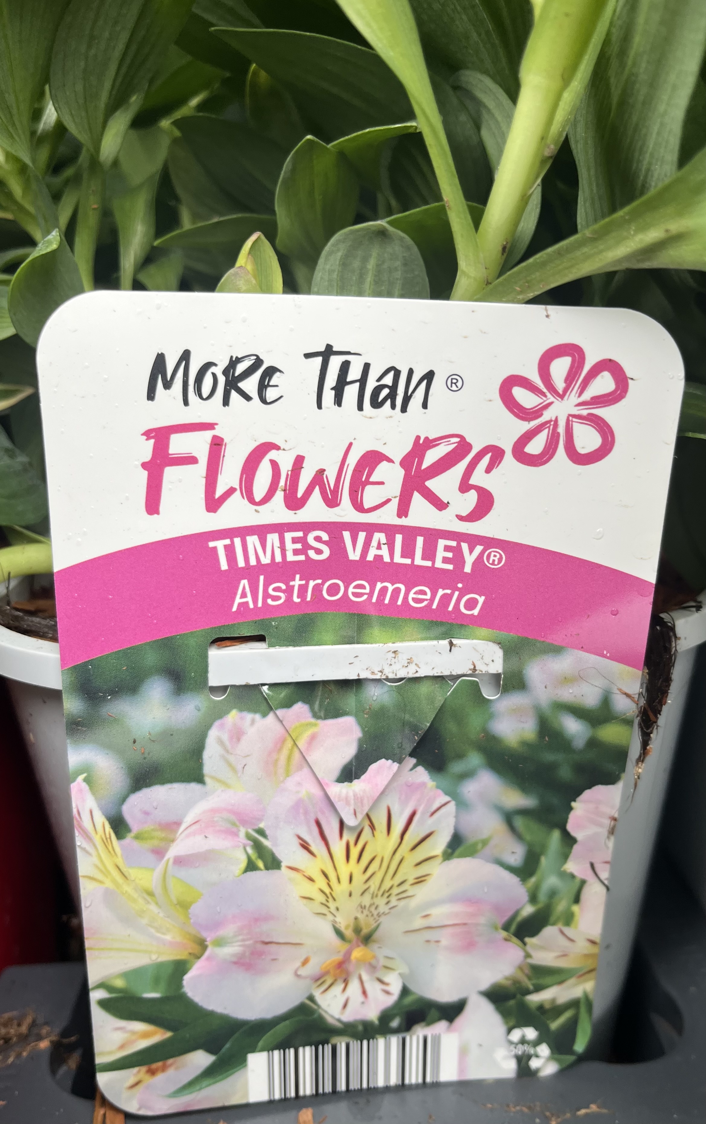 Växtetikett för Alstroemeria TIMES VALLEY® med bilder på blommor och blad.