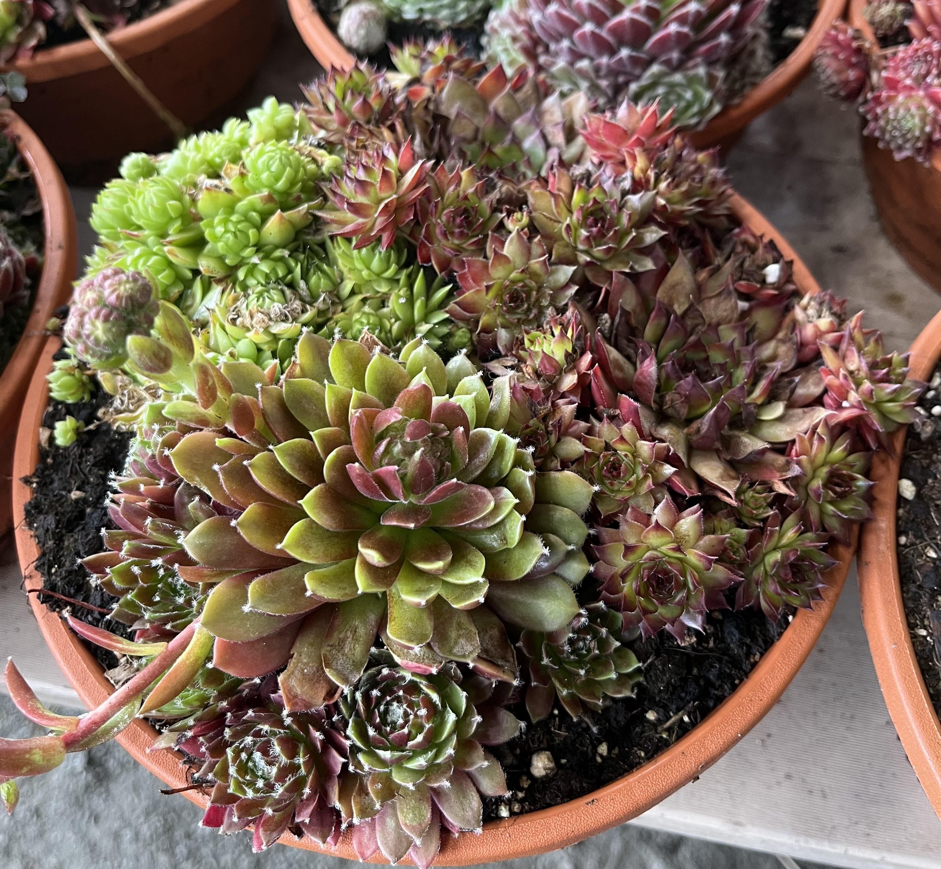 Sedum Mix 21 cm kruka med gröna och röda suckulenter tätt packade tillsammans.