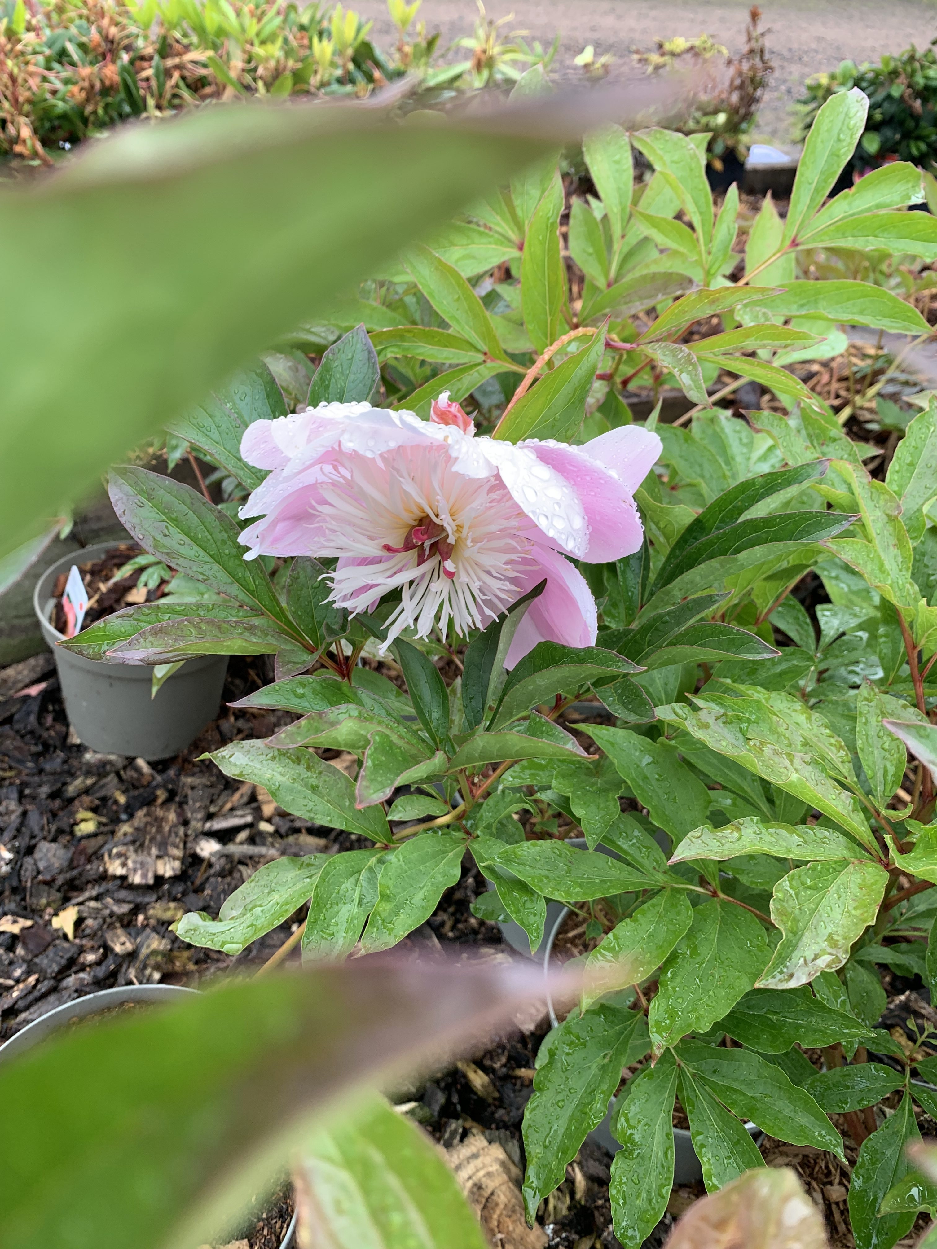 Kruka pioner: Rosa pion med regndroppar och gröna blad i en trädgård.