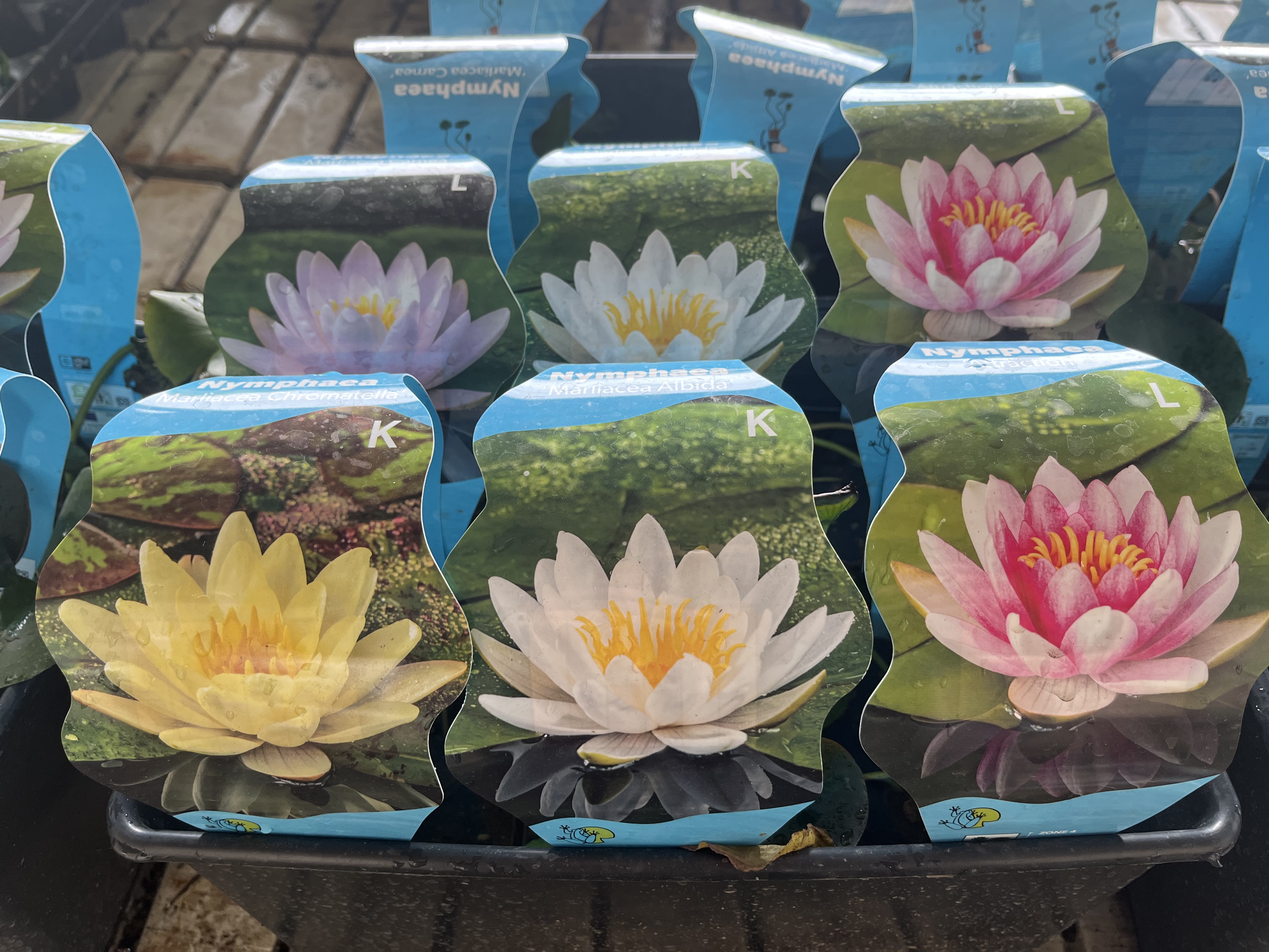 Växtförpackningar med Näckros näckrosor med bilder av blommor i olika färger som visas upp.