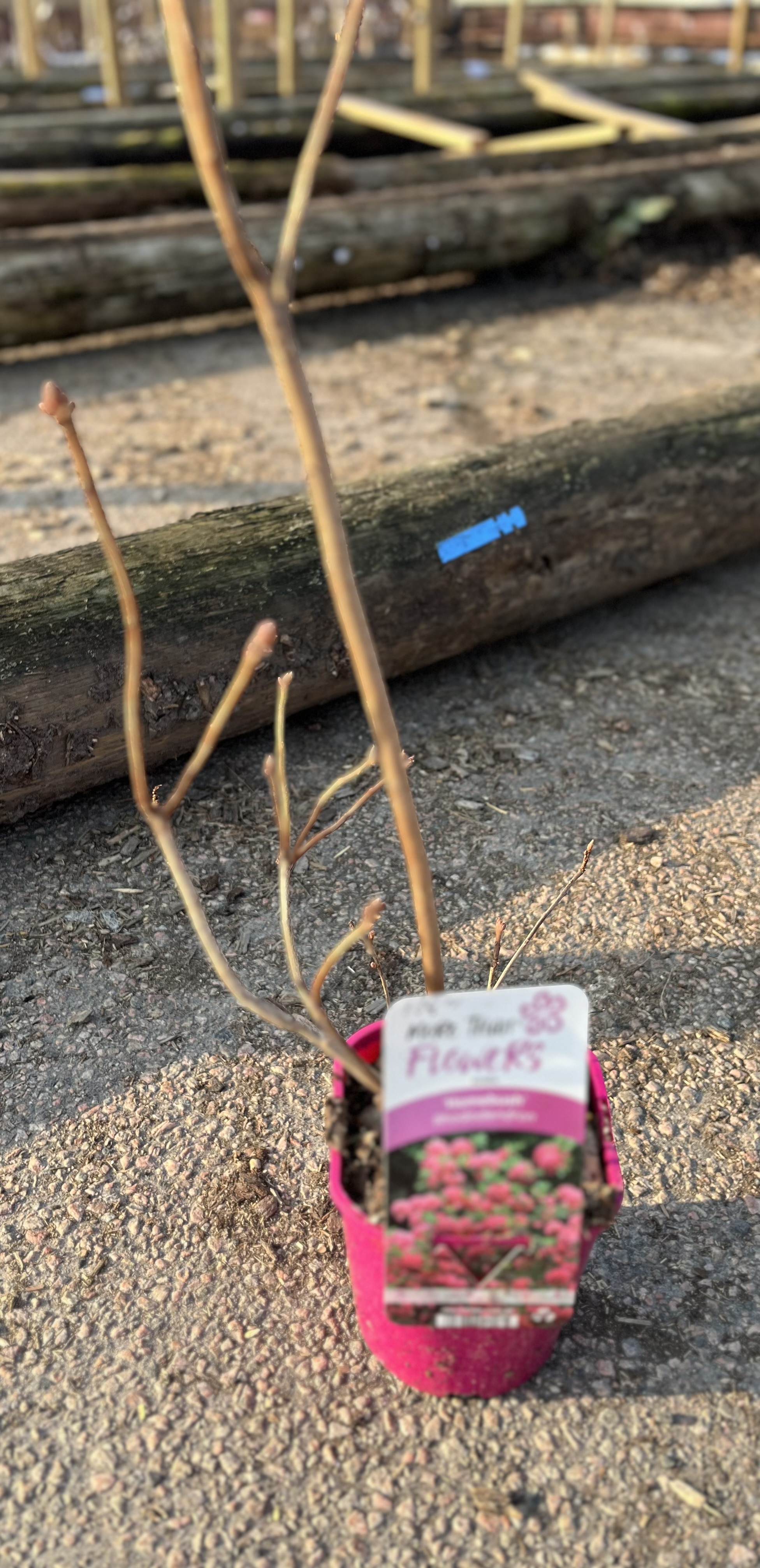 Klätterhortensia BURST OF LIGHT, ung bladlös planta i liten rosa kruka på trottoar.