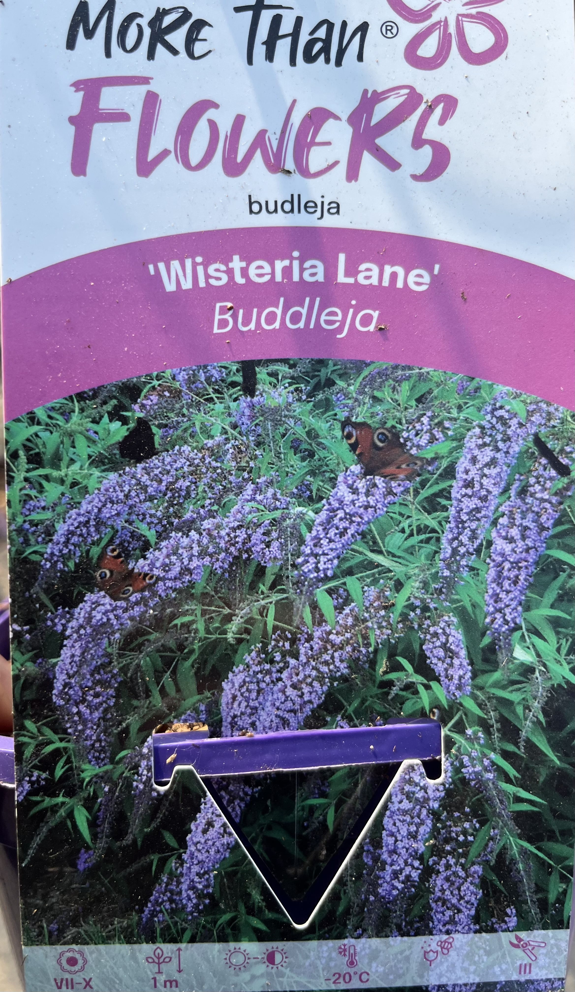 Etikett som visar Fjärilsbuske Buddleja davidii Wisteria Lane med fjärilar på lila blommor.