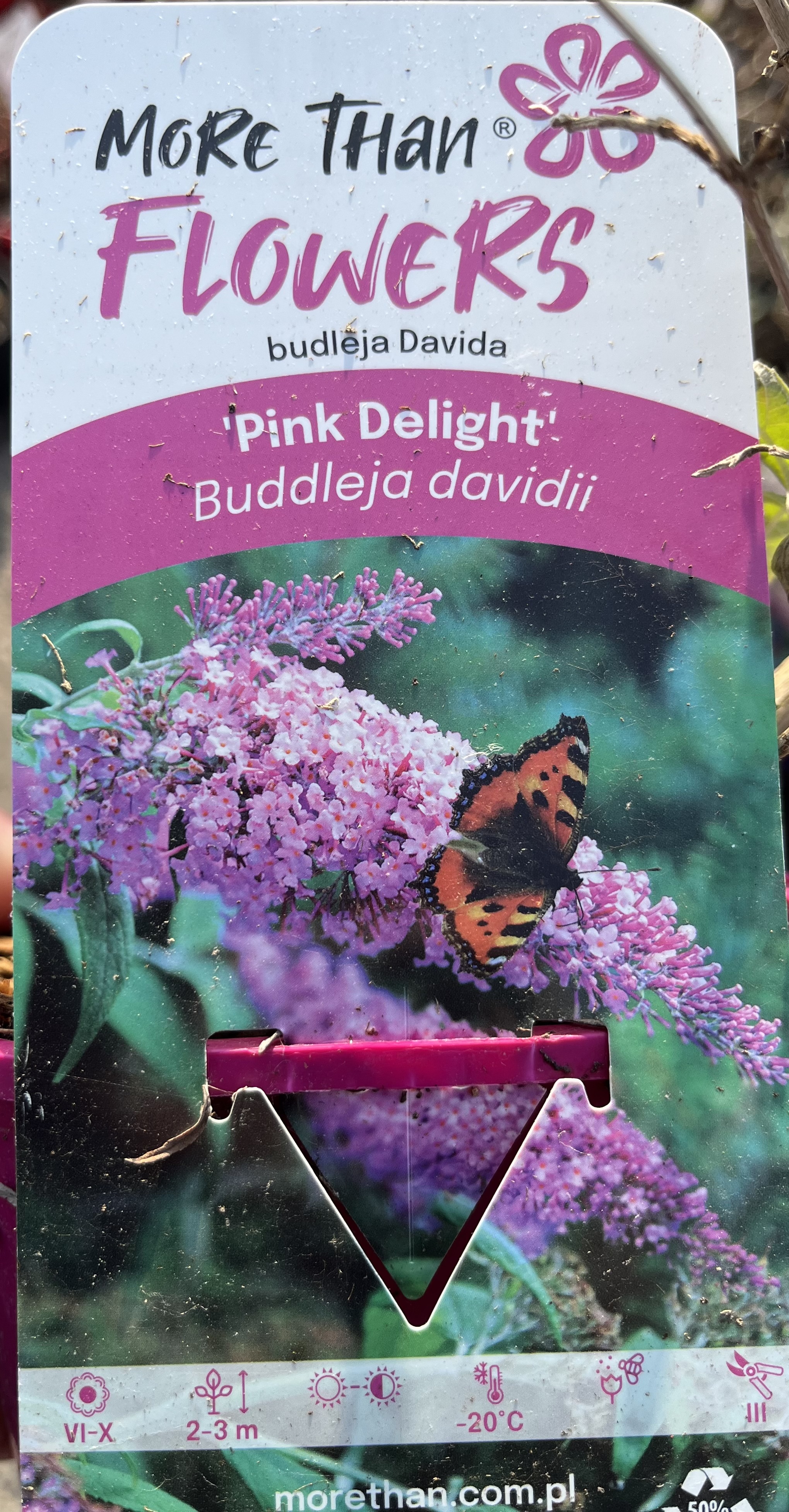 En liten sköldpaddssköldpadda på Fjärilsbuske Buddleja davidii Pink Delight blommor.