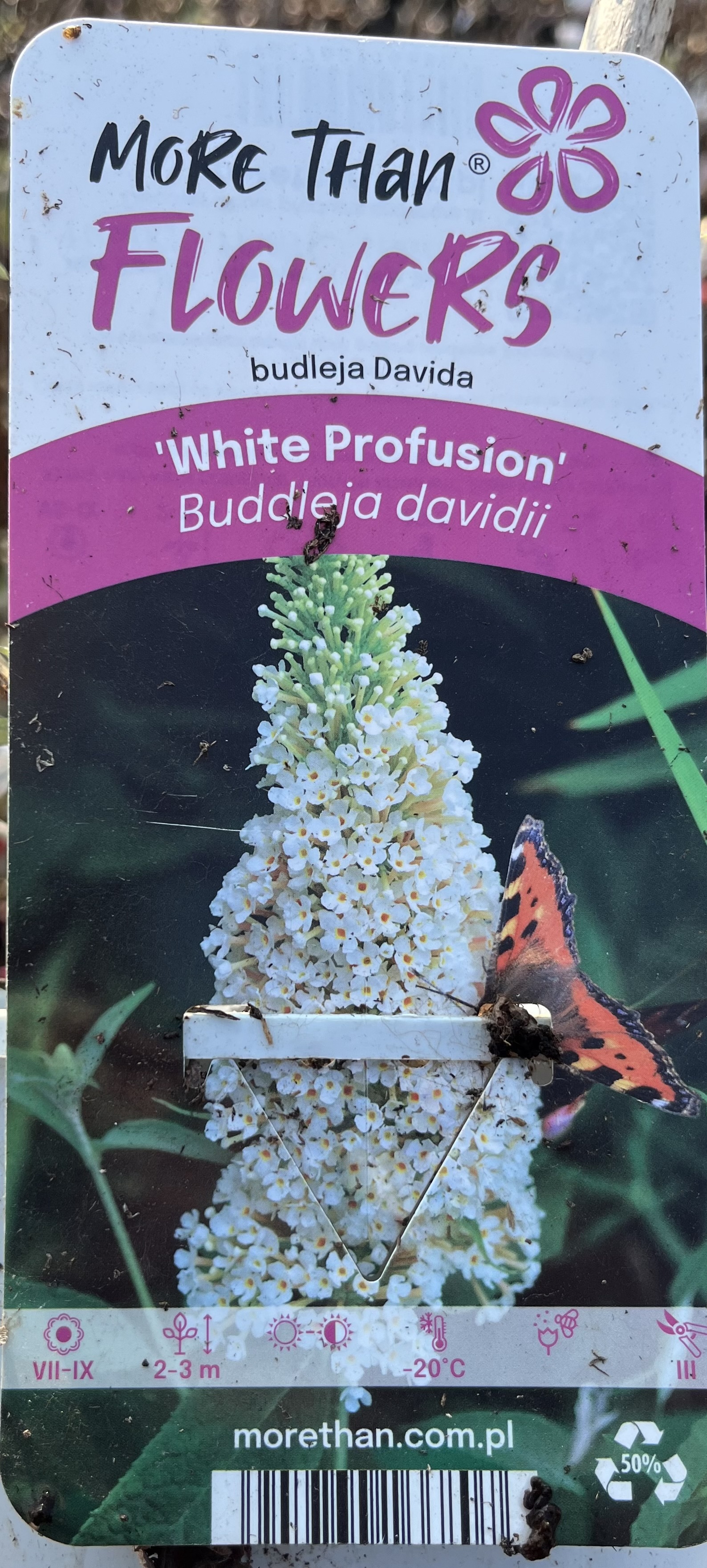 Fjärilsbuske Buddleja davidii White Profusion växtetikett med fjäril på blomman.