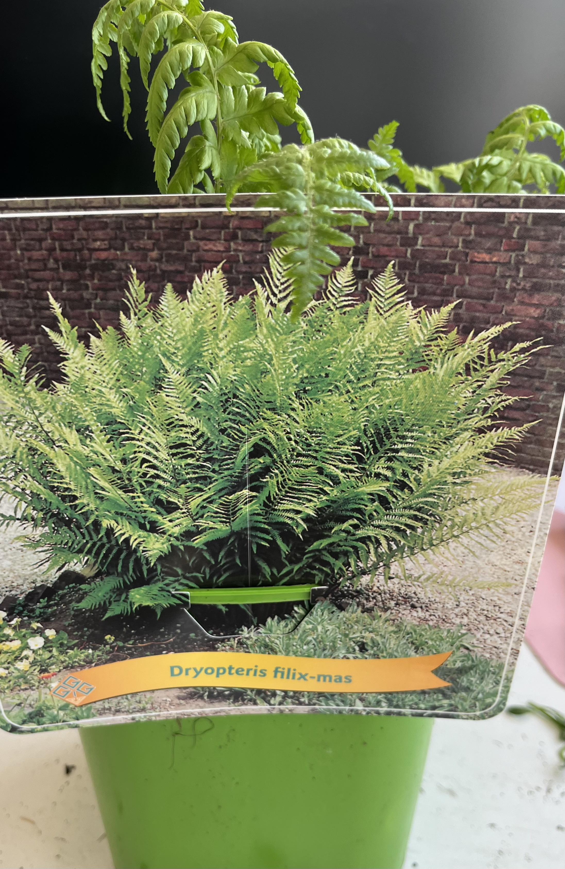 Dryopteris Filix-mas ormbunke i en kruka mot en tegelvägg.