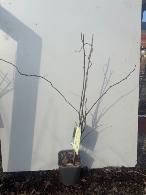 Krukodlat träd av typen Mini Kiwi Issai med långa, tunna grenar mot en vit bakgrund.