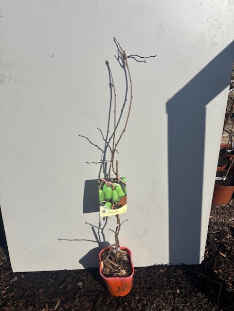 Mini Kivi Jumbo: en krukväxt.