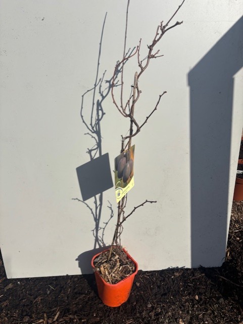 Mini Kiwi Ken´s röd planta i orange kruka på vit bakgrund i solljus.