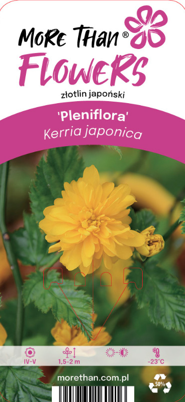 Kerria japonica Pleniflora etikett med ljusgula blommor och gröna blad.