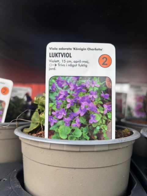 Perenn 2 - Viola odorata KÖNIGIN CHARLOTTE med etikett som visar lila blommor på svenska.