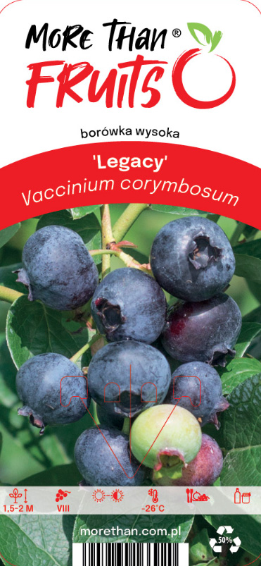 Amerikanskt Blåbär Legacy: mogna och omogna bär på gren med gröna blad, produktetikett.