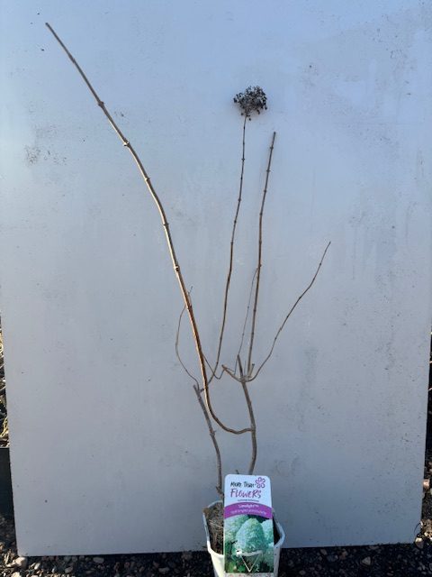 Krukväxt Hortensia LimeLight, bladlös med en enda torkad blomma, mot vit bakgrund.