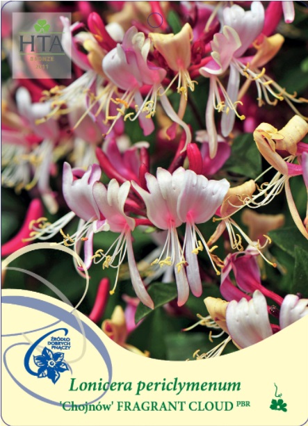 Närbild av Kaprifol FRAGRANT CLOUD Chojnóws rosa och vita blommor med gröna blad.