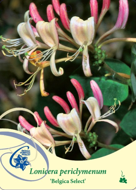 Kaprifol Belgica Select: rosa och krämfärgade kaprifolblommor med gröna blad.