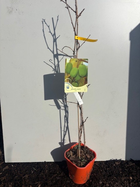 Mini Kiwi Lucy träd med kala grenar, märkta med gröna ovala frukter, mot en vit vägg.