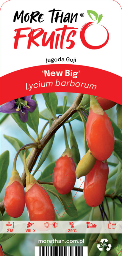 Goji New Big bär hänger på grenar med gröna blad och en lila blomma i bakgrunden.