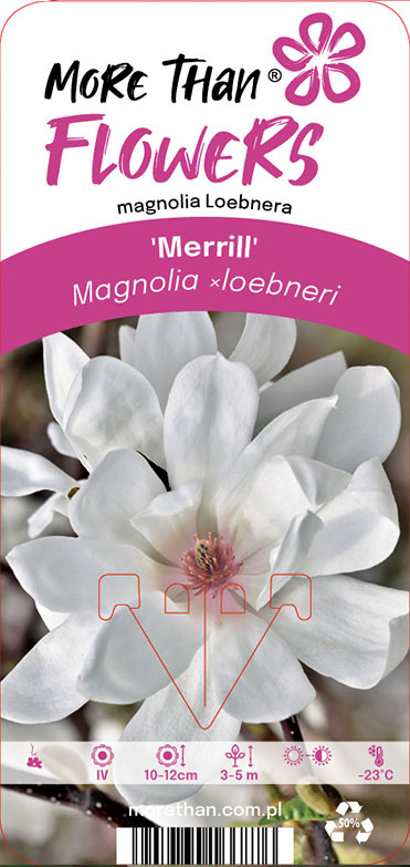Närbild av Magnolia x loebneri Merrill-blomma med information på en dekorativ växtetikett.