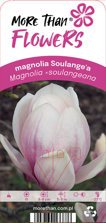 Närbild av Magnolia x soulangeana blomma med skötselikoner och text på etiketten.