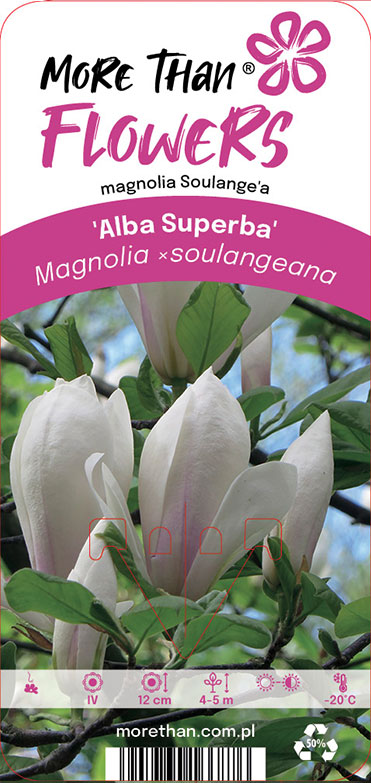 Magnolia x soulangeana Alba Superba blommar på ett träd med gröna blad.
