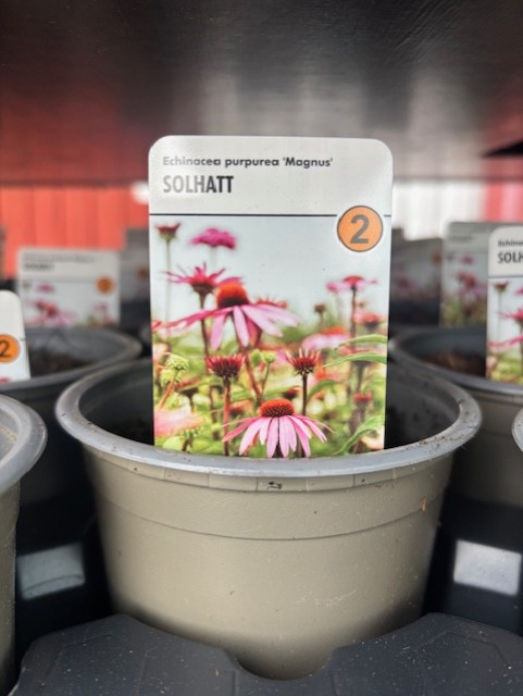 En Perenn 2 - Echinecea Purpurea MAGNUS-kruka med rosa solrosor och en nummer 2-tagg.