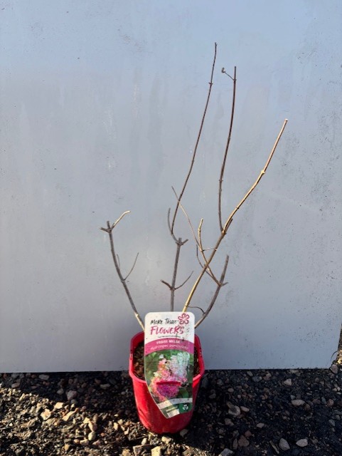 Hortensia Fraise Melba i röd kruka med etikett, mot en vit bakgrund.