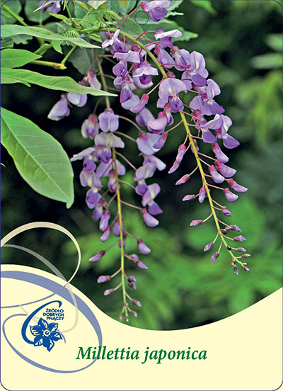 Blåregn Millettia japonica med lila blommor som hänger från gröna bladgrenar.