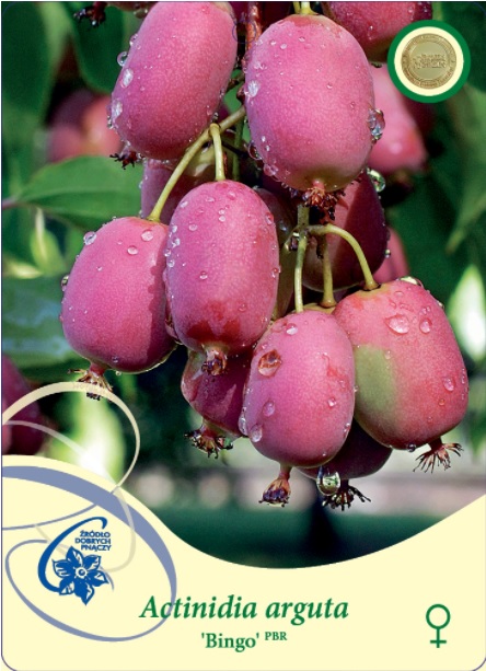 Mini Kivi Bingo-bär, rosa-röda med vattendroppar, hängande från en vinranka.