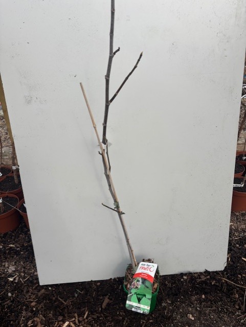 Fikonträd Morena-planta med etikett, lutad mot en vit tavla utomhus.