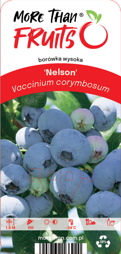 Närbild av mogna Amerikanskt Blåbär Nelson-blåbär på en buske.