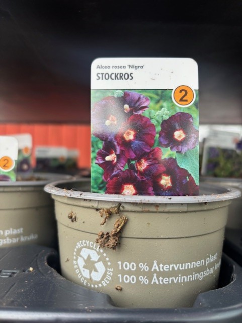 Växtkruka märkt Perenn 2 - Alcea Rosea NIGRA med mörklila blommor, återvinningssymbol på krukan.