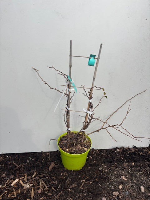 RosenKvitten Nivalis: en liten, bladlös krukväxt med pålar, på jord mot en vit vägg.