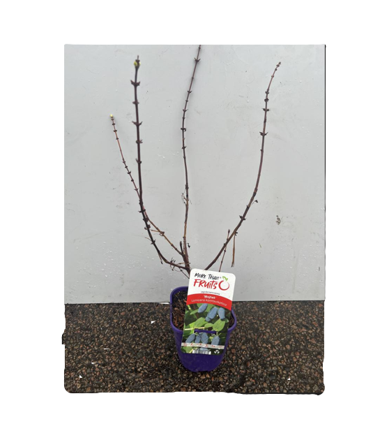 Blåbärstry Wojtek barrotad växt med långa stammar och tagg, på grus vid en vit vägg.