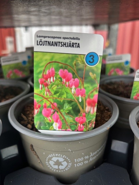 Etiketten Perenn 3 visar Lamprocapnos spectabilis med rosa, hjärtformade blommor.