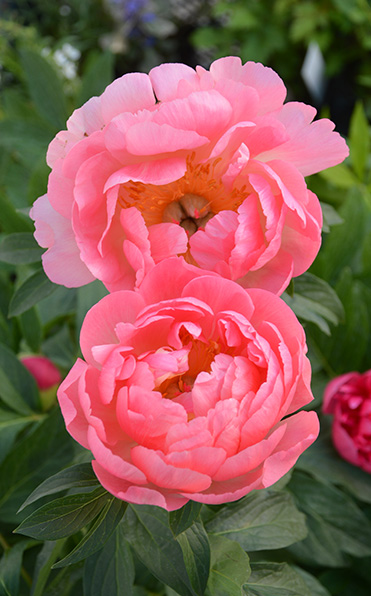 Två livfulla Pion Coral Sunset-pioner som blommar med gröna blad i bakgrunden.