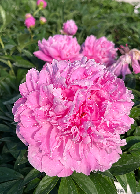 Närbild av Pion Darah Bernhardt rosa pion med vattendroppar och gröna blad.