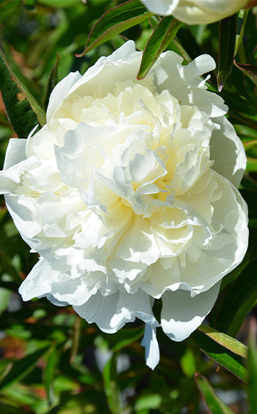 Pion Duchesse de Nemours i full blom, solljus på vita kronblad och gröna blad.