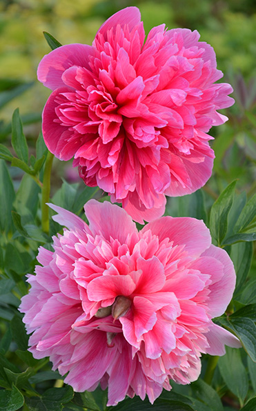 Två stora, livfulla Pion Kansas-pioner som blommar bland gröna blad.