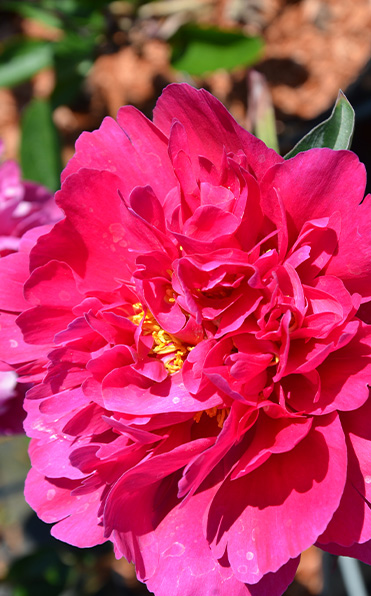 Rosa Pion Louis van Houtte blomma i full blom med gula ståndare, i solljus.