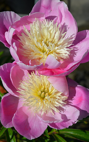 I starkt solljus blommar två Pion Władysława-pioner med krusiga vita toppar.