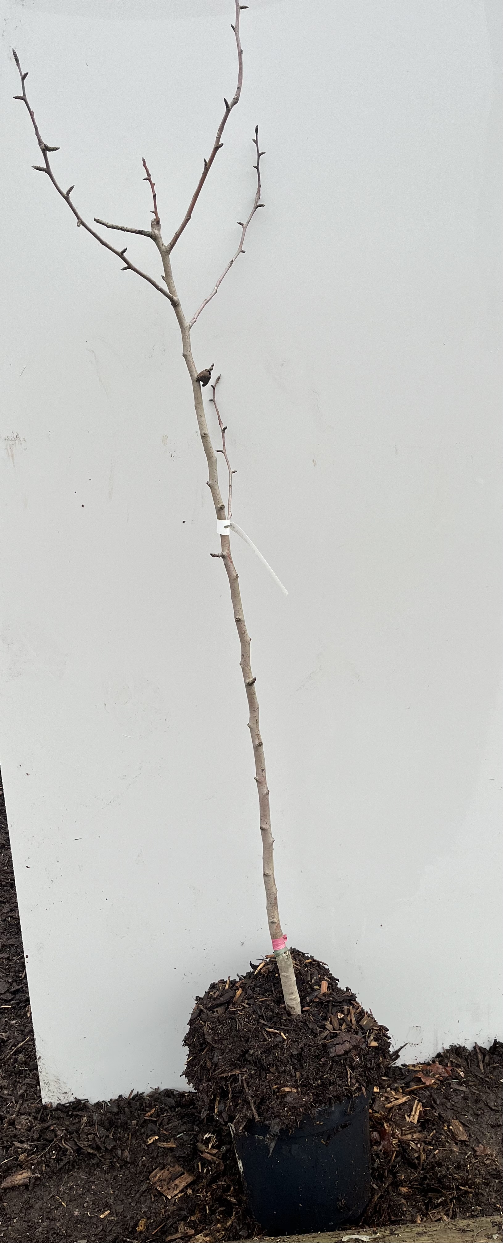 En ung Päronträd Comtesse de Paris i en svart kruka med mull på en vit bakgrund.