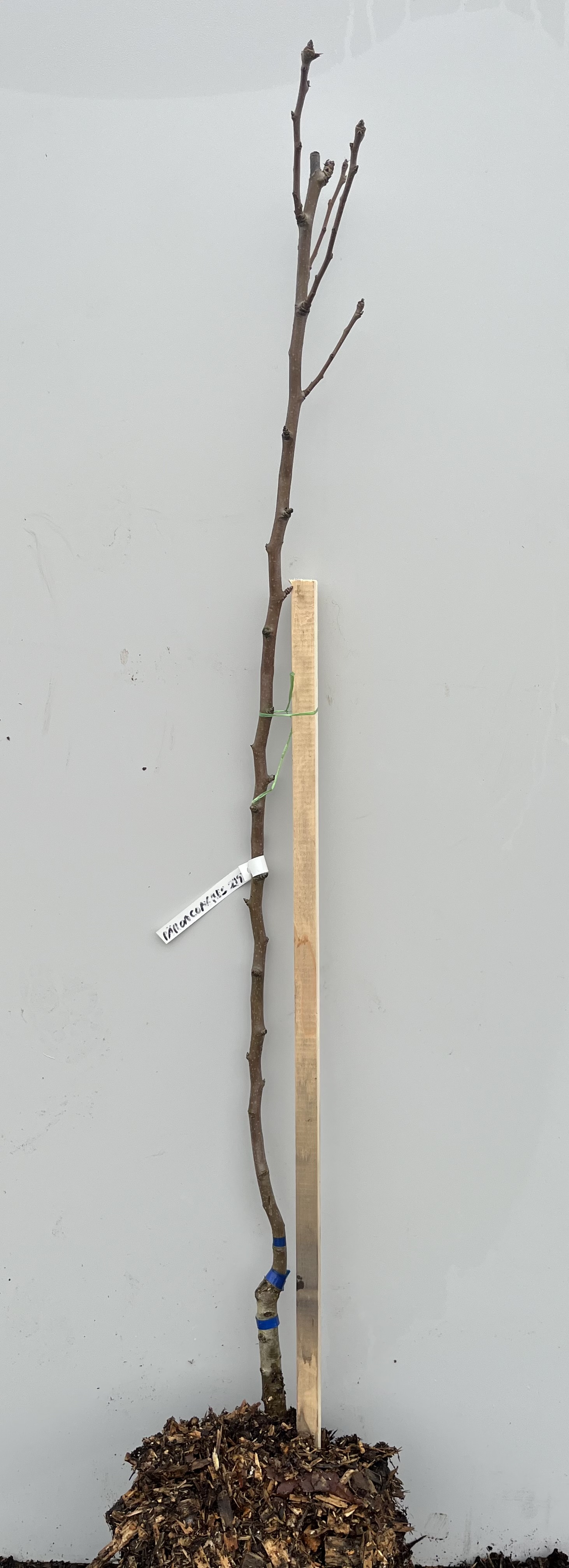 Päronträd Souvenir du Congrés, ungt träd märkt och bundet till en påle mot slät bakgrund.