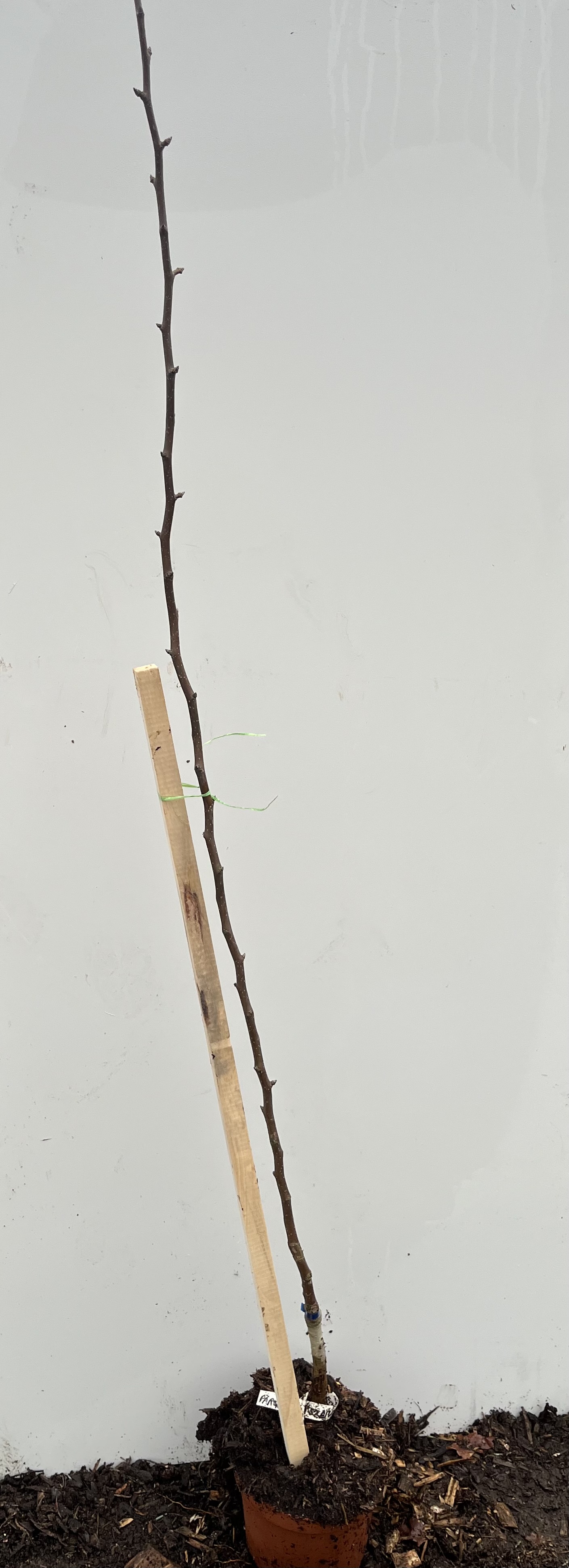 Päronträd Dobra szara krukväxt ungt träd med träpåle på vit bakgrund.