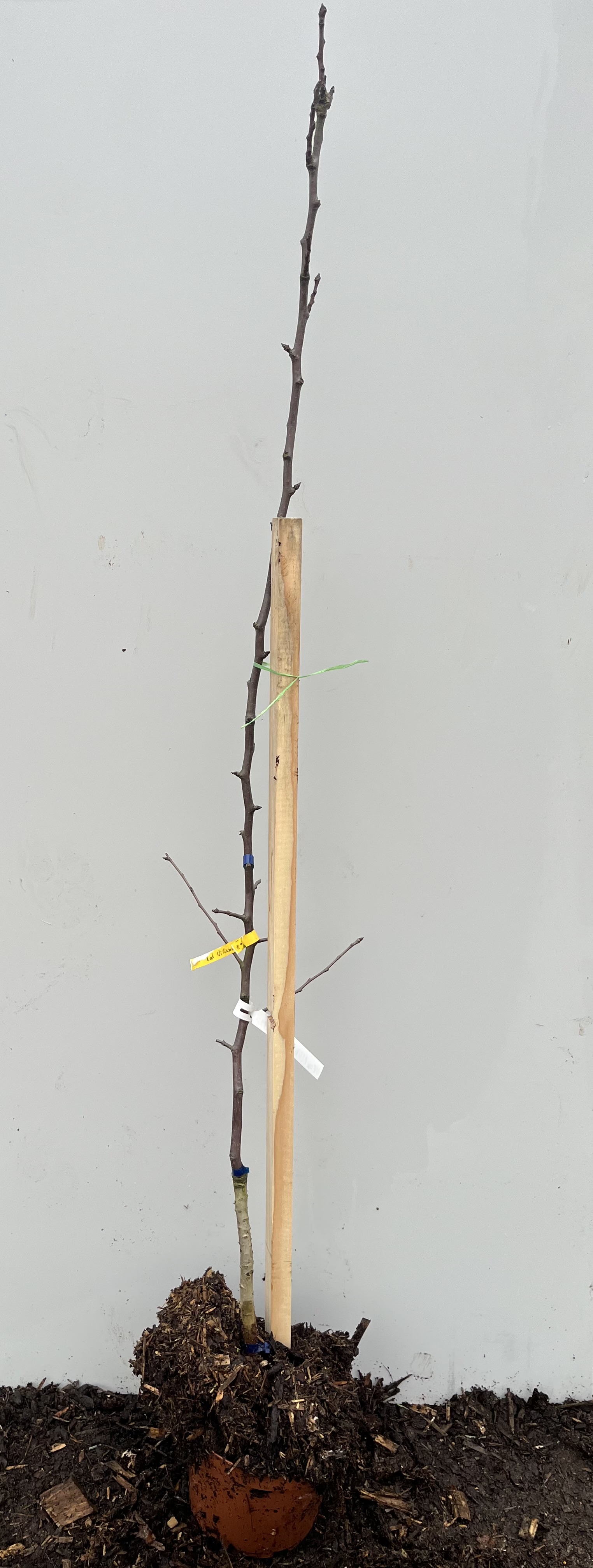 Päronträd Red Willams planta bunden till en påle i jord, mot en enfärgad bakgrund.