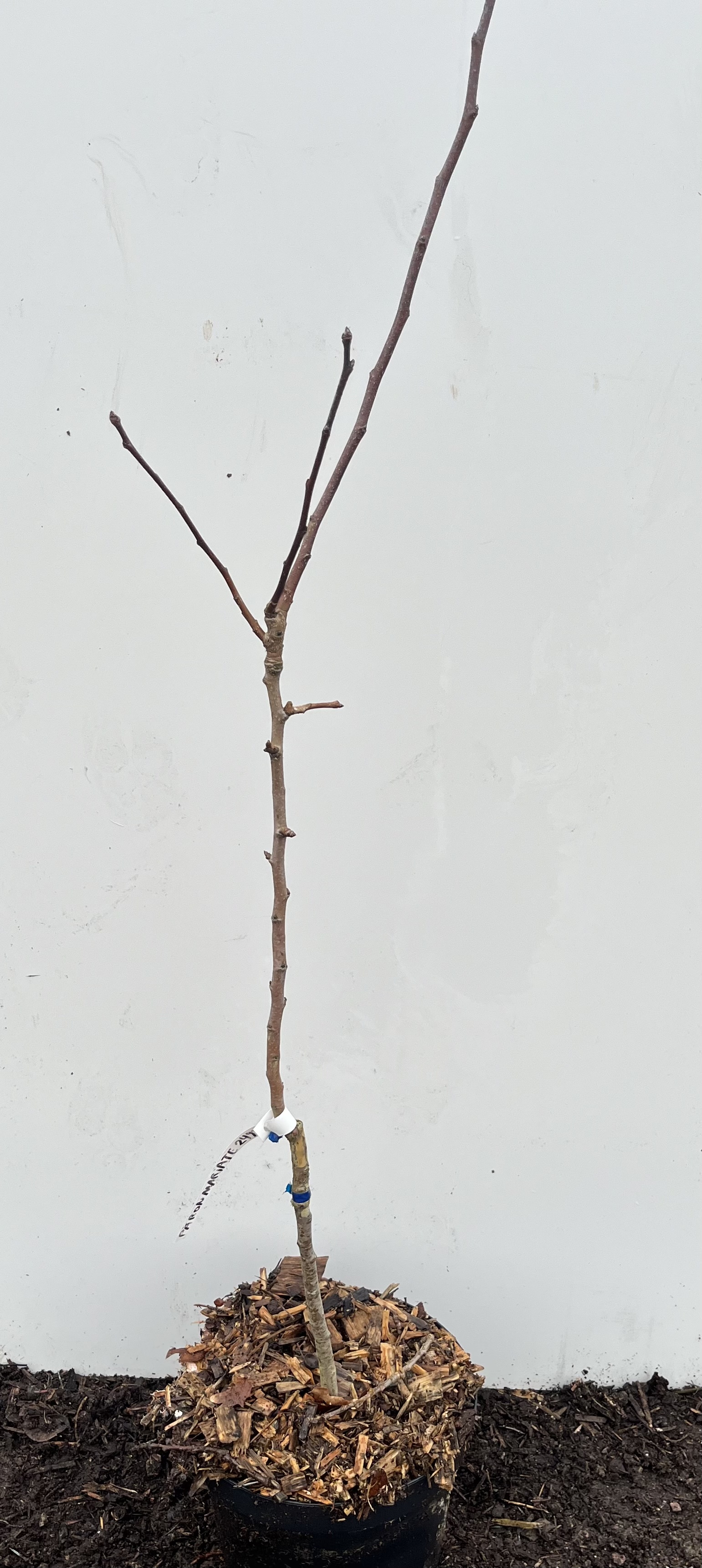 Päronträd Margurerite Marillat planta i svart kruka med marktäckning, mot vit bakgrund.