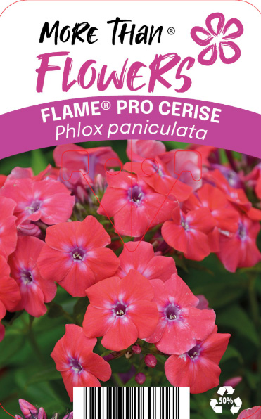 Ljusrosa Höstflox FLAME® PRO CERISE C2 blommar med växtdetaljer på etiketten.