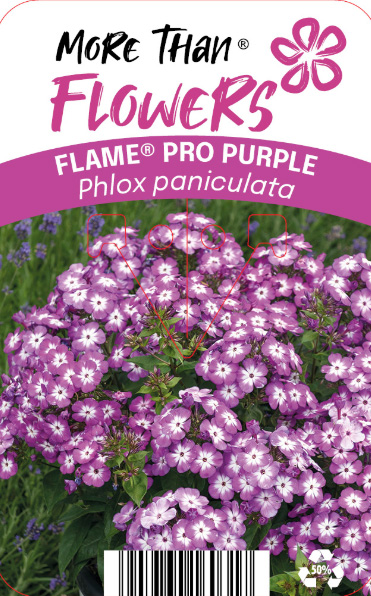 Höstflox FLAME® PRO PURPLE C2 har livfulla lila blommor med vit mitt och grönt bladverk.