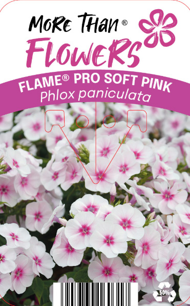Höstflox FLAME® PRO SOFT PINK C2: mjuka rosa klasar med mörk mitt och grönt bladverk.