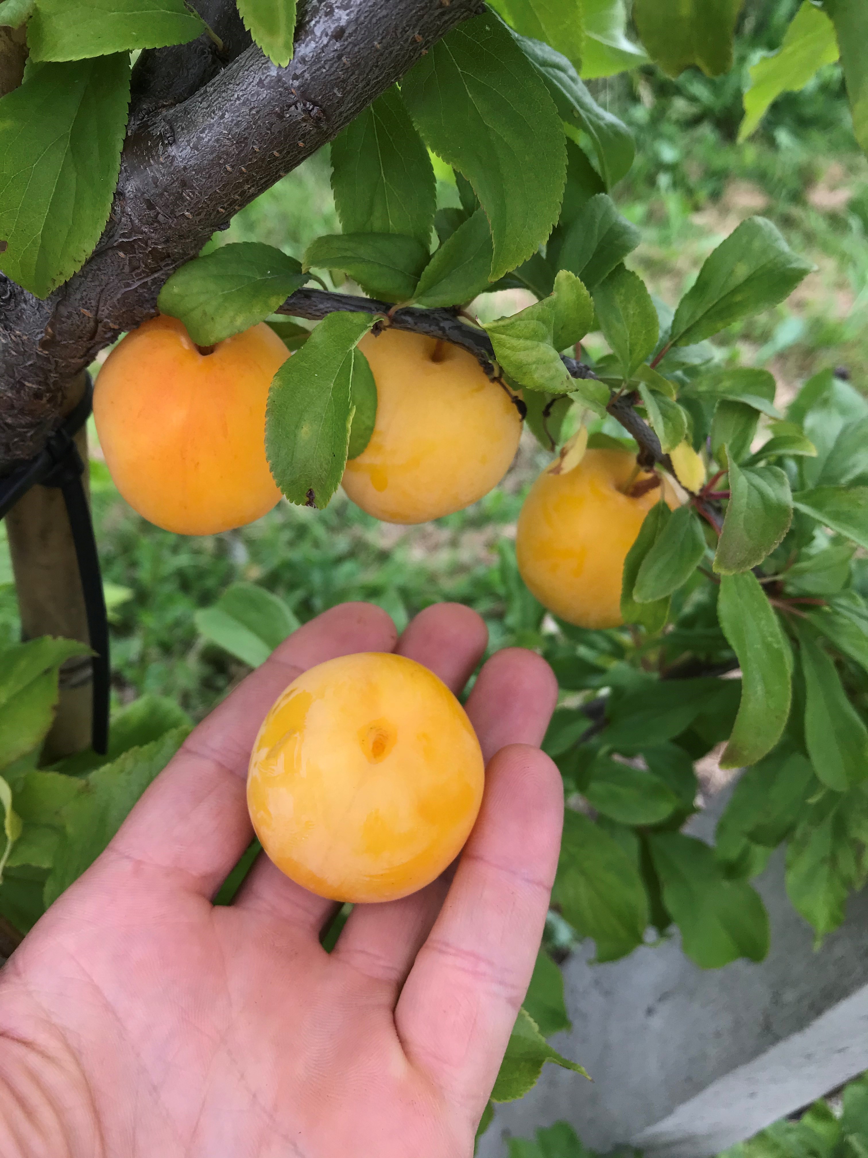 En hand håller i ett Plommon Biata Obilnaja-plommon med mera på en lummig trädgren.