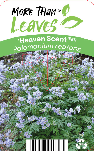 Polemonium 'Heaven Scent' har klungor av ljuslila blommor i trädgården.